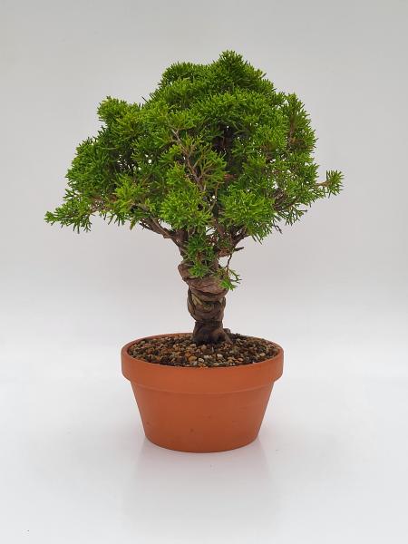 Chinesischer Wacholder - Juniperus chinesis itoigawa