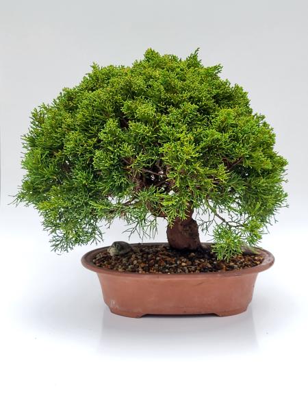 Chinesischer Wacholder - Juniperus chinesis