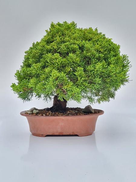 Chinesischer Wacholder - Juniperus chinesis