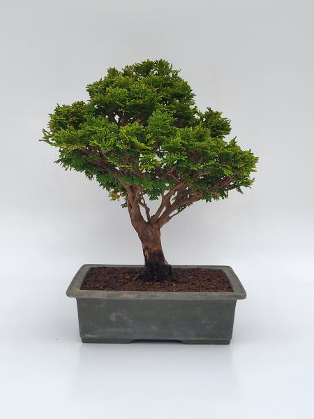 Scheinzypresse - Hinoki obtusa