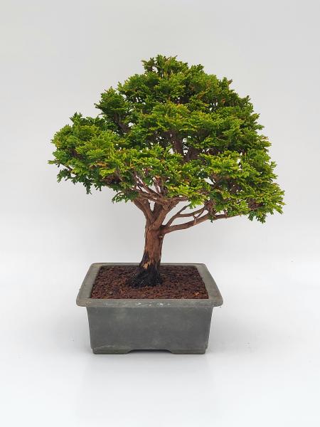 Scheinzypresse - Hinoki obtusa
