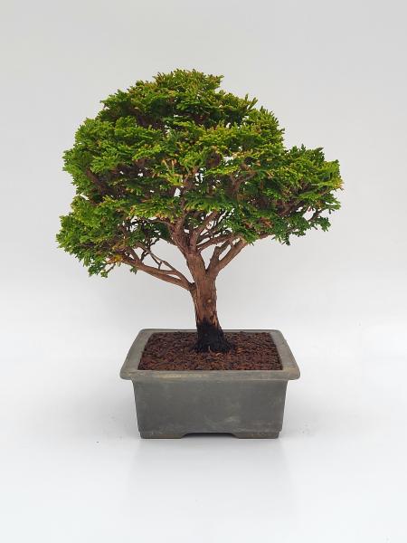 Scheinzypresse - Hinoki obtusa