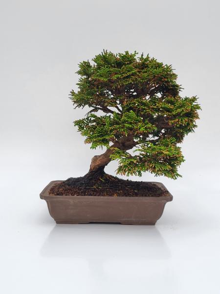 Scheinzypresse - Hinoki obtusa