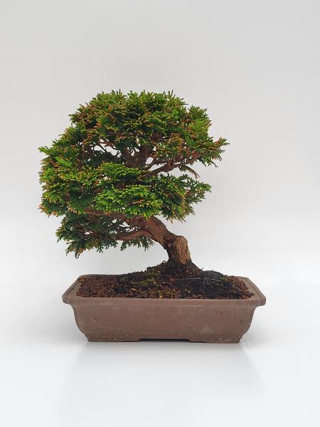 Scheinzypresse - Hinoki obtusa
