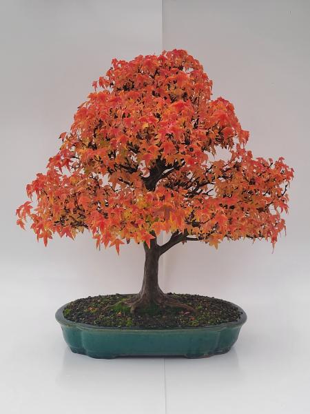 Dreispitzahorn - Acer buergerianum