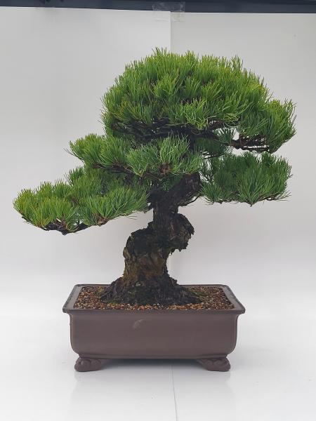 Mädchenkiefer - Pinus Parvifola