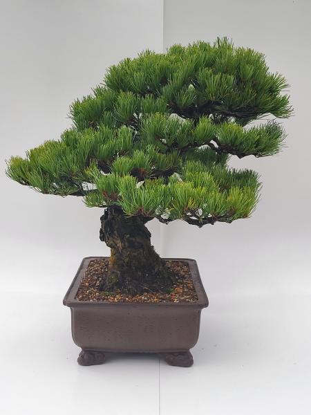 Mädchenkiefer - Pinus Parvifola