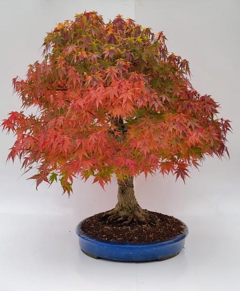Fächerahorn - Acer palmatum yamamomiji