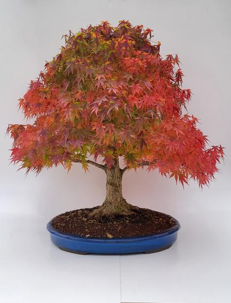 Fächerahorn - Acer palmatum yamamomiji