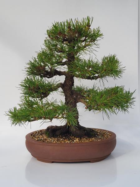 Schwarzkiefer - Pinus thunbergii