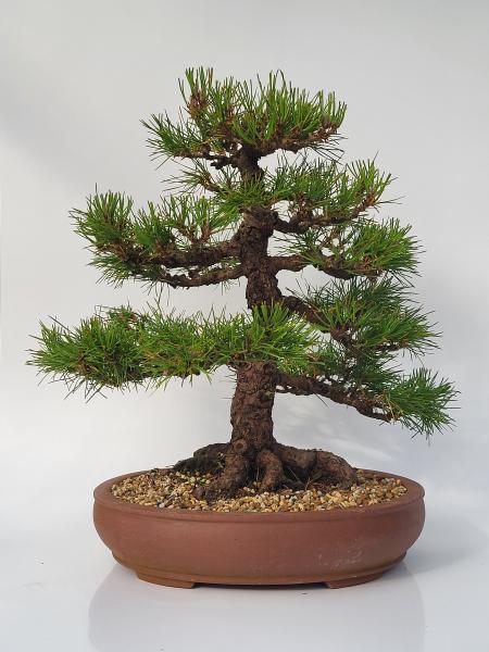 Schwarzkiefer - Pinus thunbergii