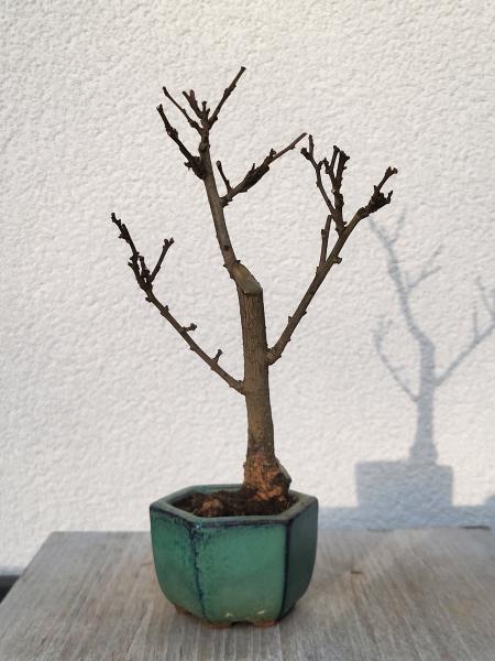 Baumwürger - Celastrus orbiculatus