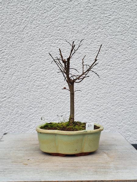 Zelkova serrata - japanische Ulme