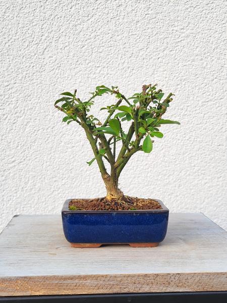 Euonymus - Pfaffenhütchen