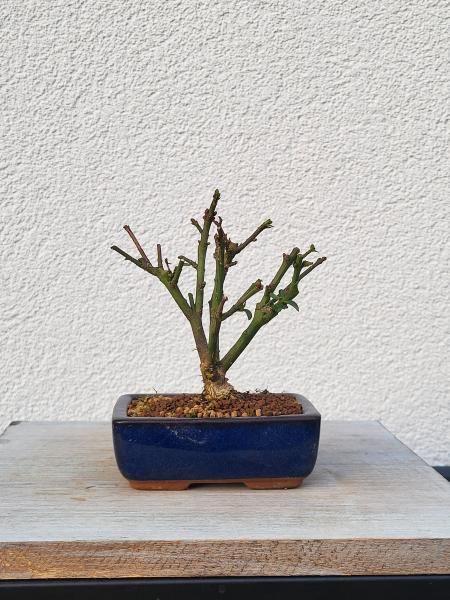 Euonymus - Pfaffenhütchen