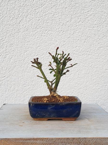 Euonymus - Pfaffenhütchen