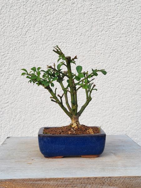 Euonymus - Pfaffenhütchen
