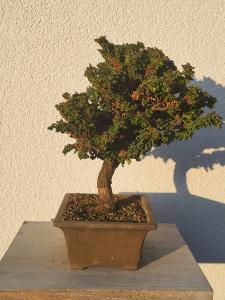 Scheinzypresse - Sekka Hinoki
