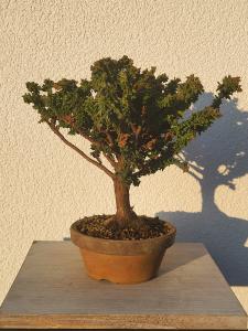 Scheinzypresse - Sekka Hinoki