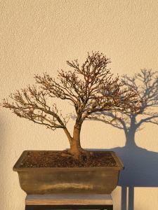 Fächerahorn - Acer kashima