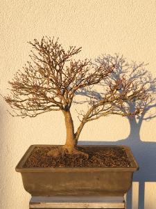 Fächerahorn - Acer kashima