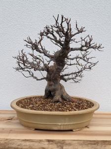 Chinesische Quitte - Pseudocydonia sinensis