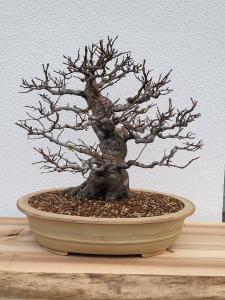 Chinesische Quitte - Pseudocydonia sinensis
