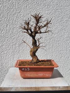Japanische Ulme - Zelkove nire