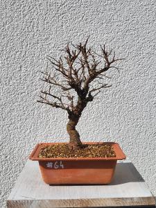 Japanische Ulme - Zelkove nire