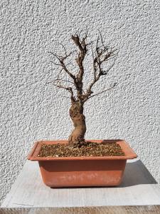 Japanische Ulme - Zelkove nire