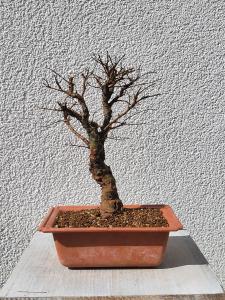 Japanische Ulme - Zelkove nire
