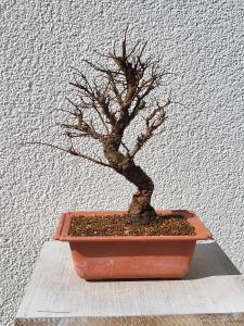 Japanische Ulme - Zelkove nire