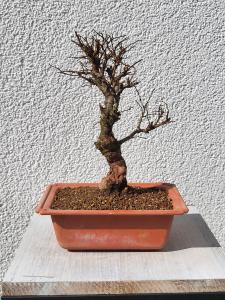 Japanische Ulme - Zelkove nire
