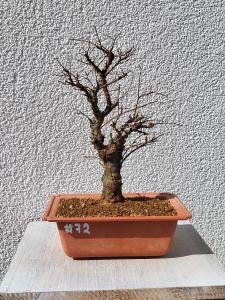 Japanische Ulme - Zelkove nire