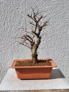 Japanische Ulme - Zelkove nire