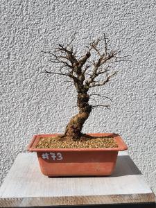 Japanische Ulme - Zelkove nire