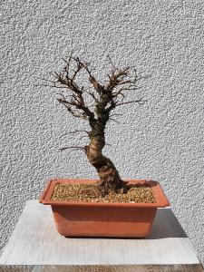 Japanische Ulme - Zelkove nire