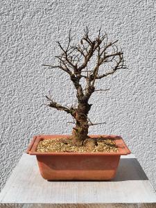 Japanische Ulme - Zelkove nire