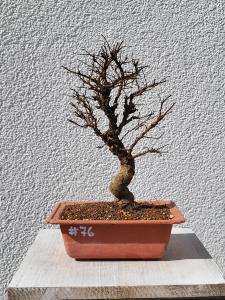 Japanische Ulme - Zelkove nire
