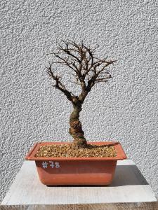 Japanische Ulme - Zelkove nire