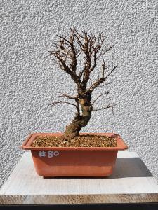 Japanische Ulme - Zelkove nire