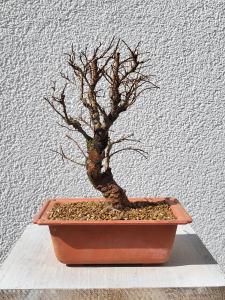Japanische Ulme - Zelkove nire