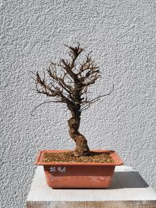 Japanische Ulme - Zelkove nire