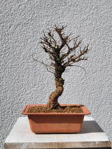 Japanische Ulme - Zelkove nire