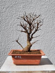 Japanische Ulme - Zelkove nire