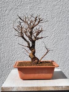 Japanische Ulme - Zelkove nire