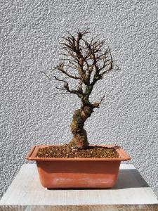 Japanische Ulme - Zelkove nire