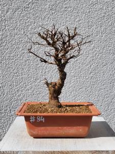 Japanische Ulme - Zelkove nire