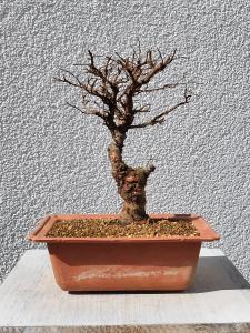 Japanische Ulme - Zelkove nire