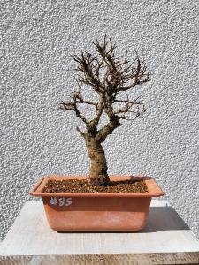 Japanische Ulme - Zelkove nire